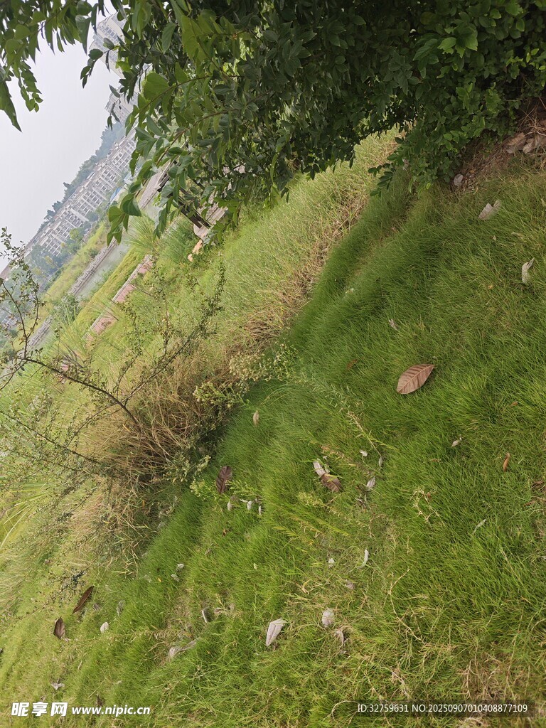 戶外草地與樹木自然景象