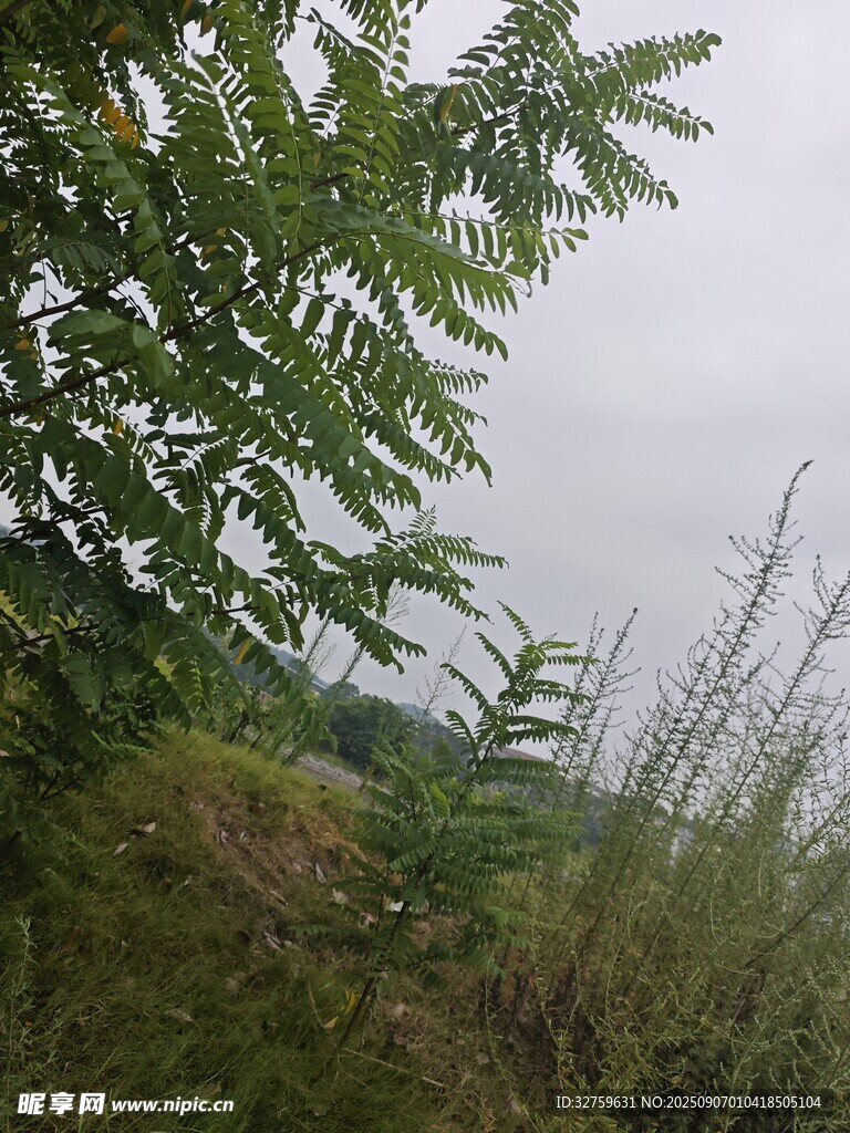 野外綠植風(fēng)景