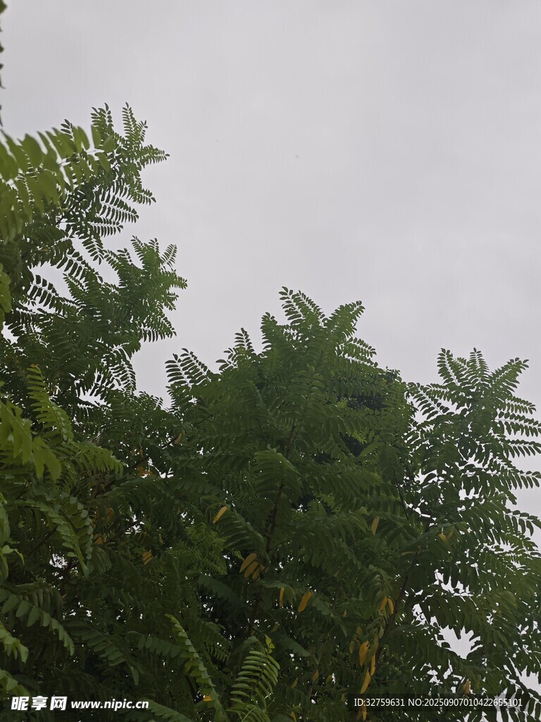 茂密綠植仰拍景象