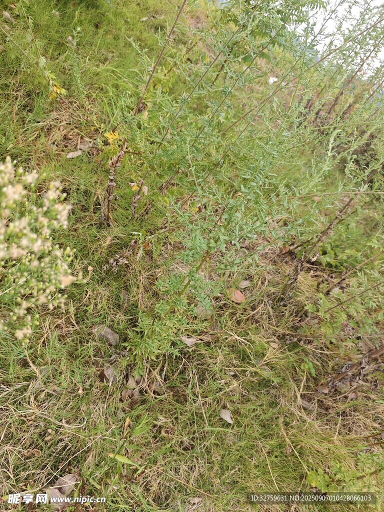 野外草地植物景象