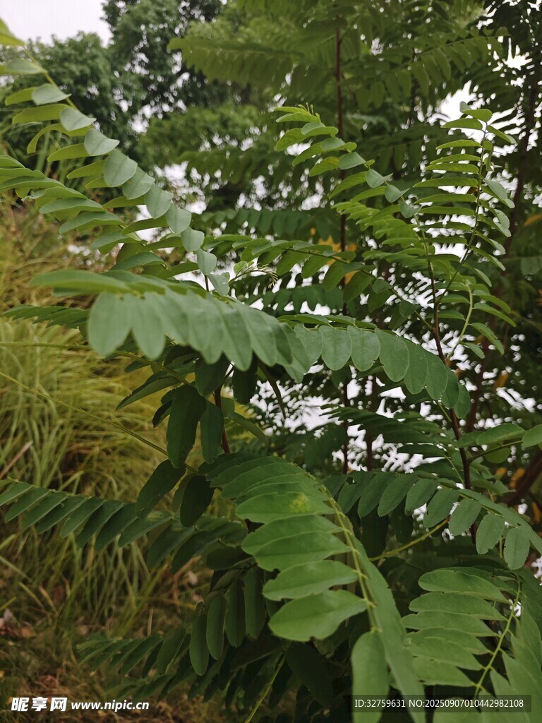 繁茂綠葉植物特寫