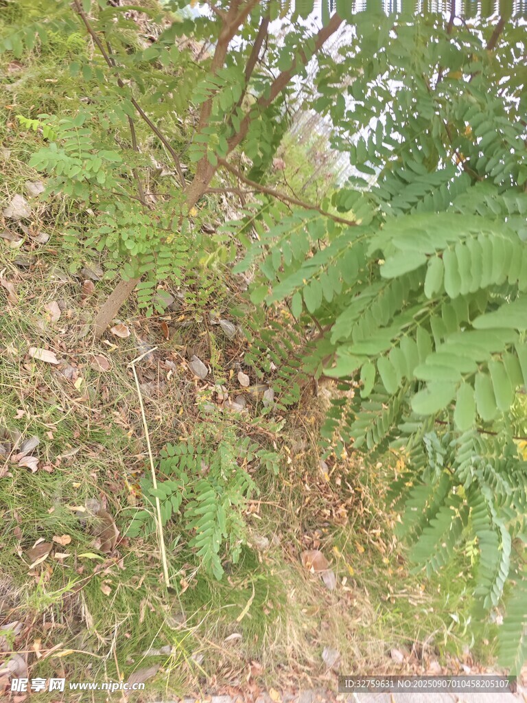 山坡上的繁茂綠植