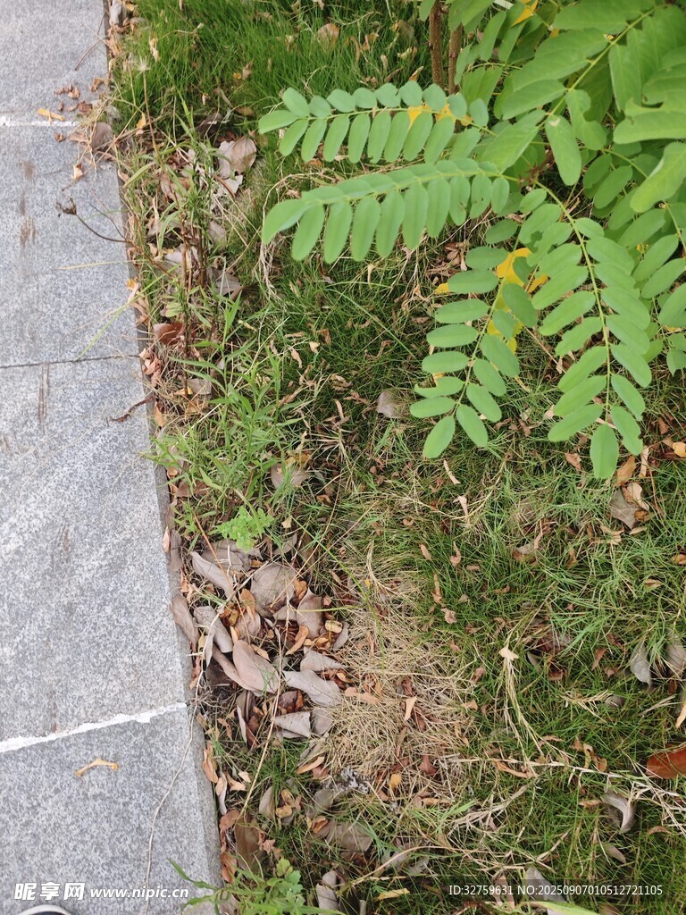 路邊的蕨類植物與雜草