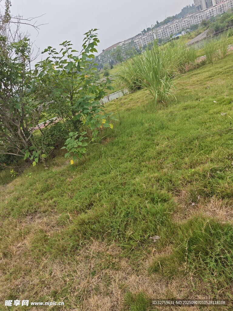 綠意盎然的戶外草地風(fēng)景