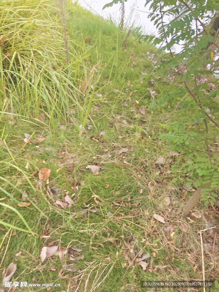 野外草地景象