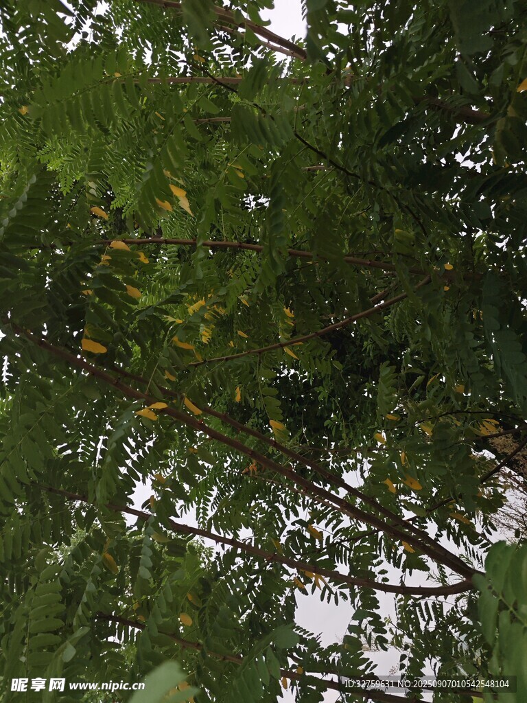 枝葉繁茂的綠色樹木