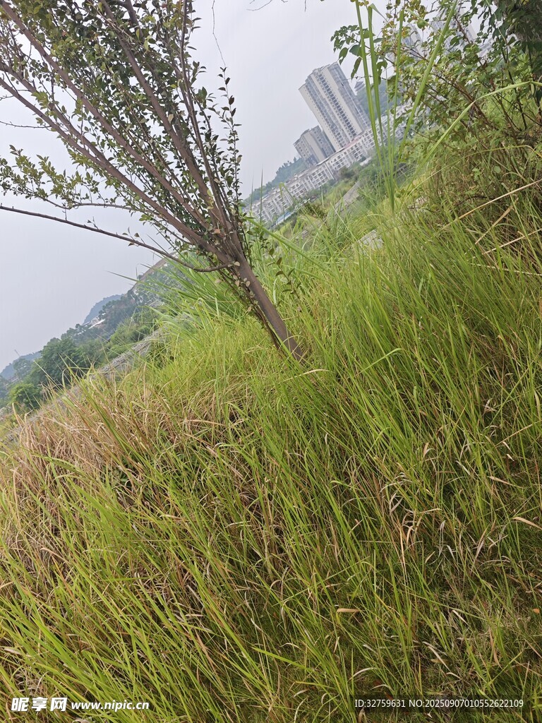 野外草地中的孤立小樹