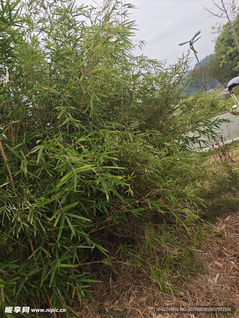 戶外茂盛綠植景觀