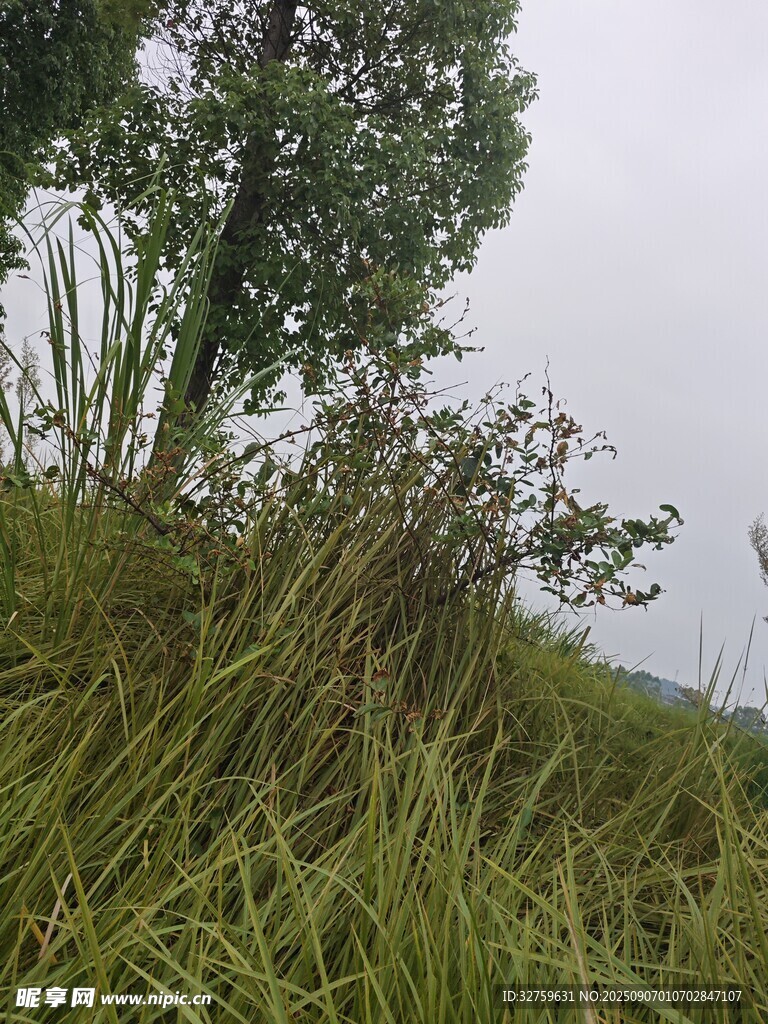 野外草地與樹木景象