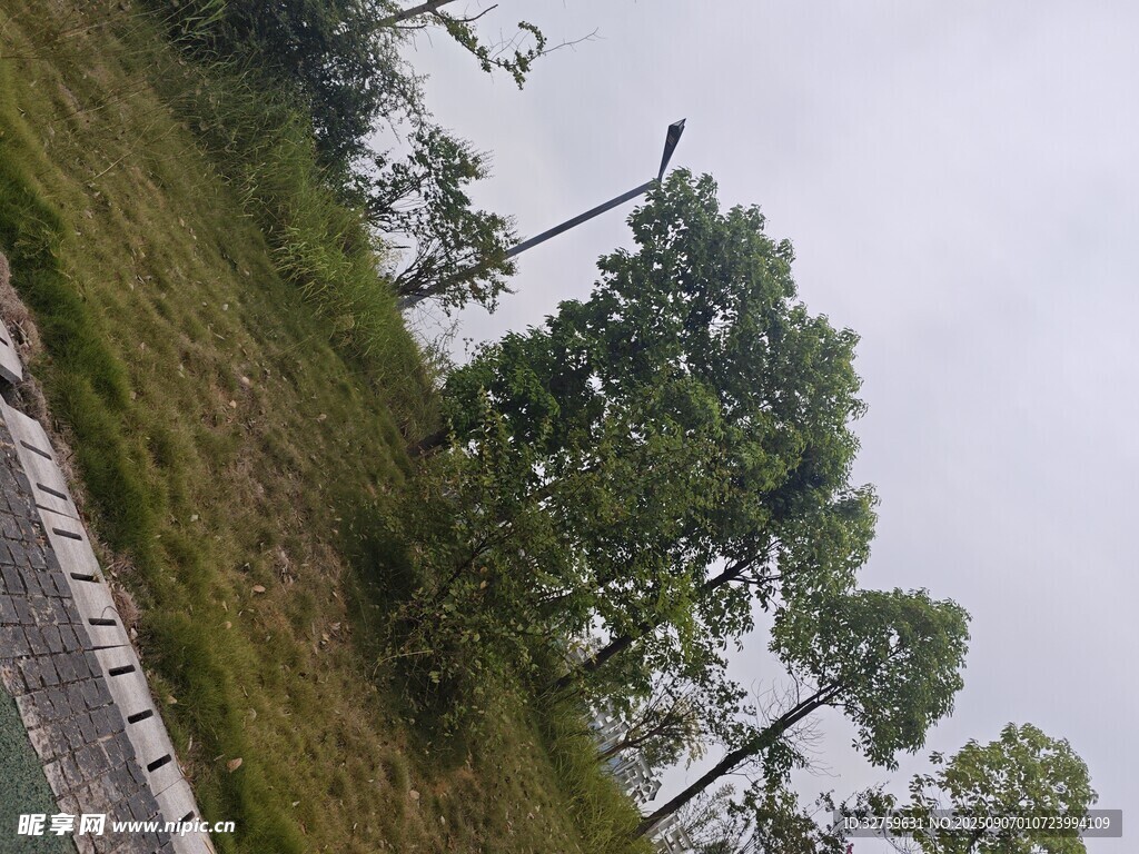 路邊綠樹與草地景觀