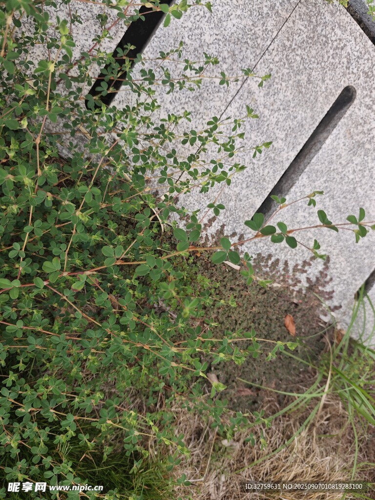 石邊綠植