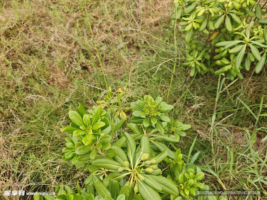 野外的綠色植物景觀