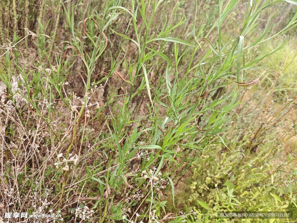 野外繁茂的綠色植物景象