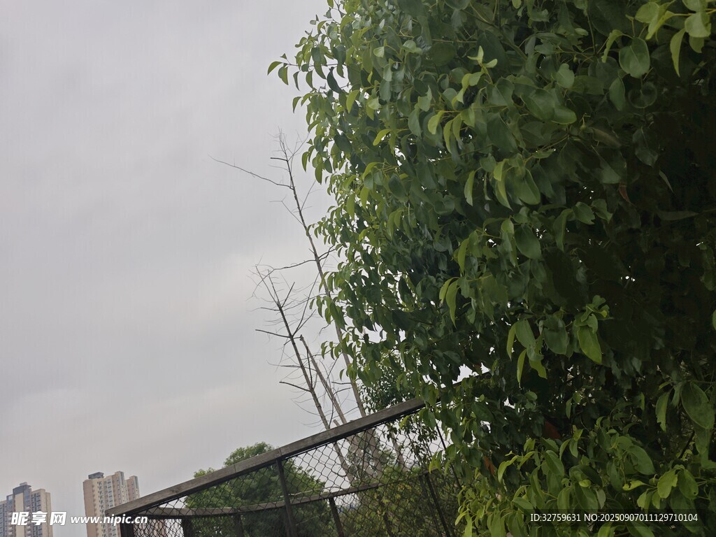 城市邊的蔥郁綠植