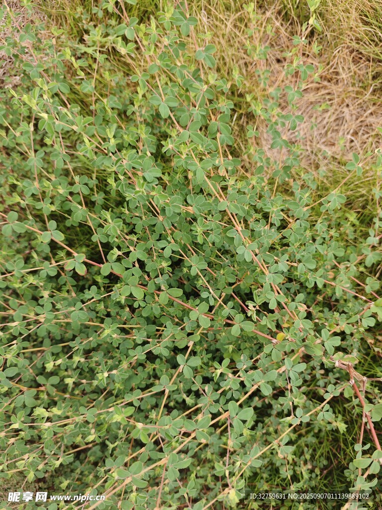 翠綠繁茂的地面植物景觀