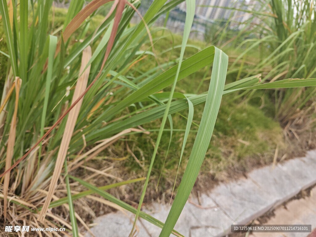 路邊的野草植物