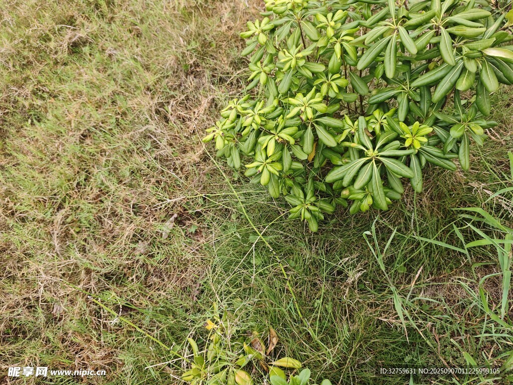 草地旁的綠色植物