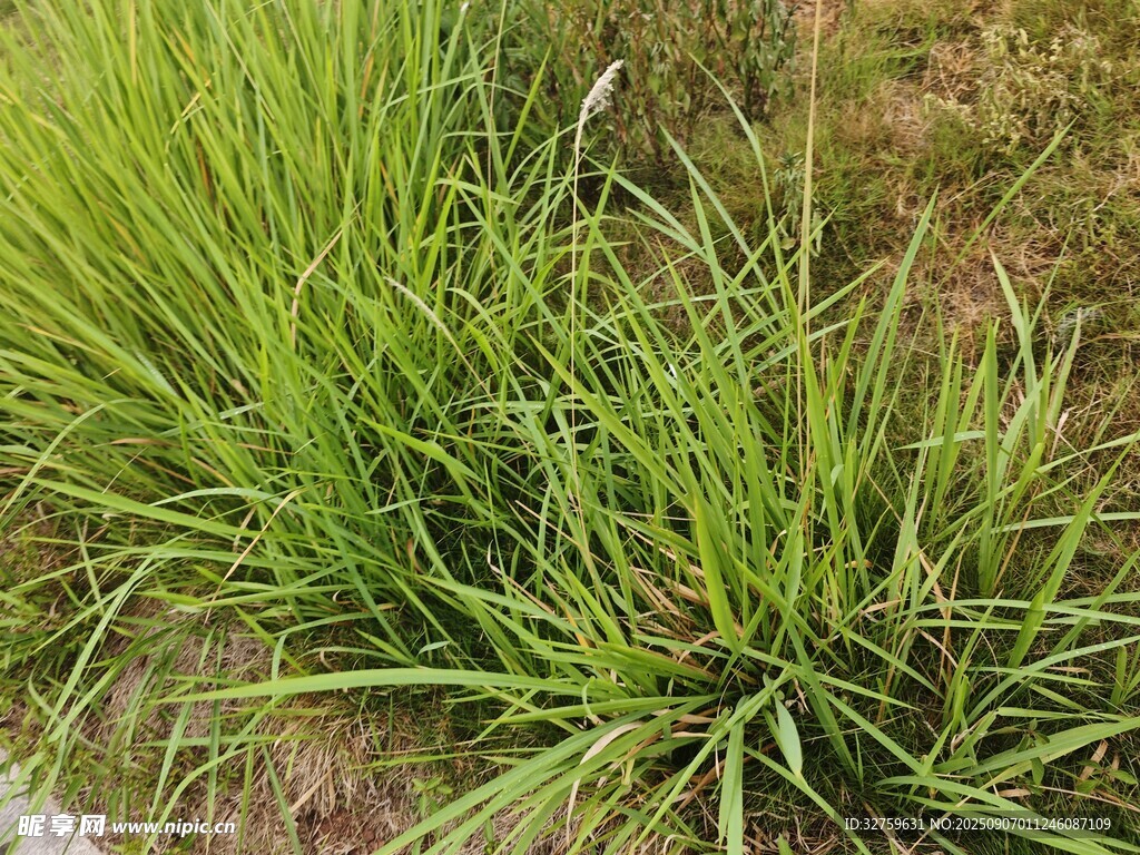 翠綠叢生的野草