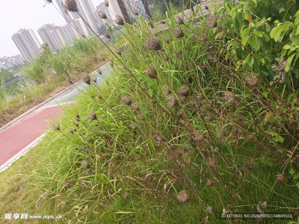 路邊繁茂綠植景觀