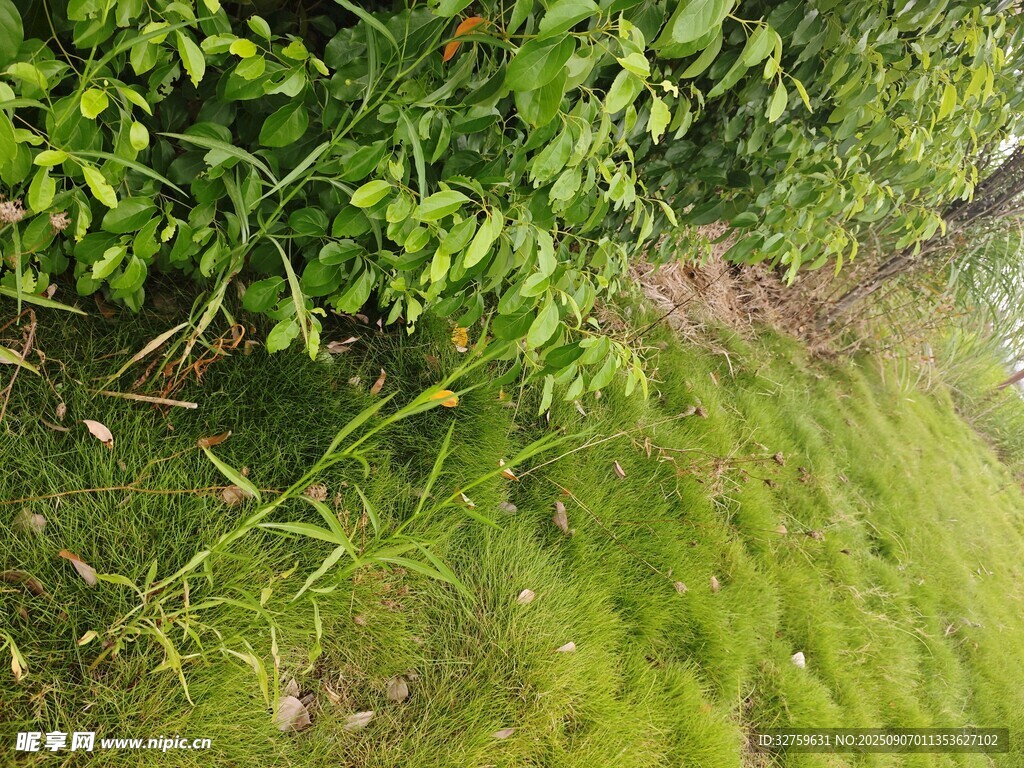 綠意盎然的草地與植物