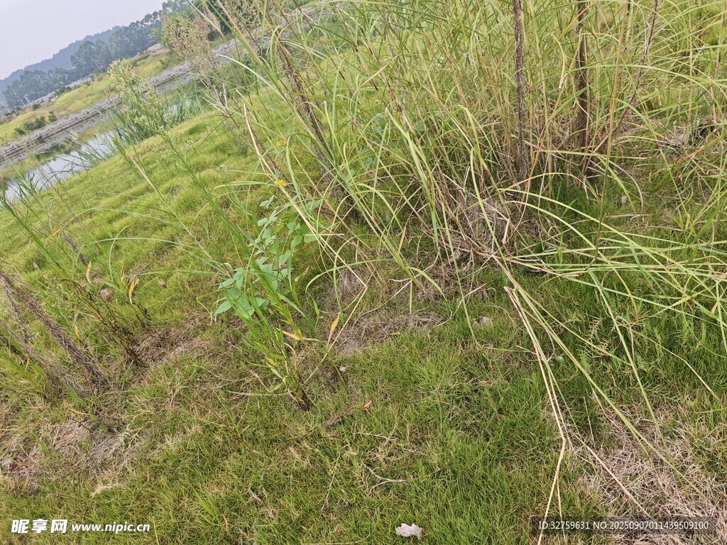 野外草地中的雜亂植物
