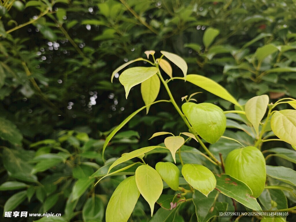 嫩綠枝葉展現(xiàn)盎然生機(jī)