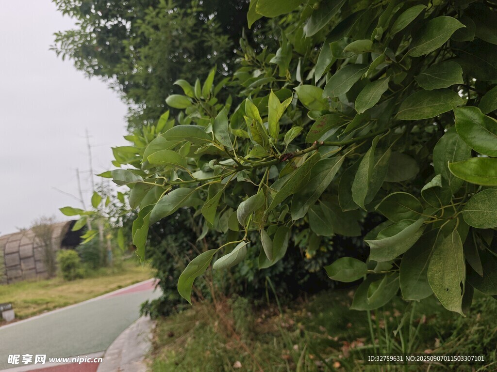 路邊繁茂綠植景觀