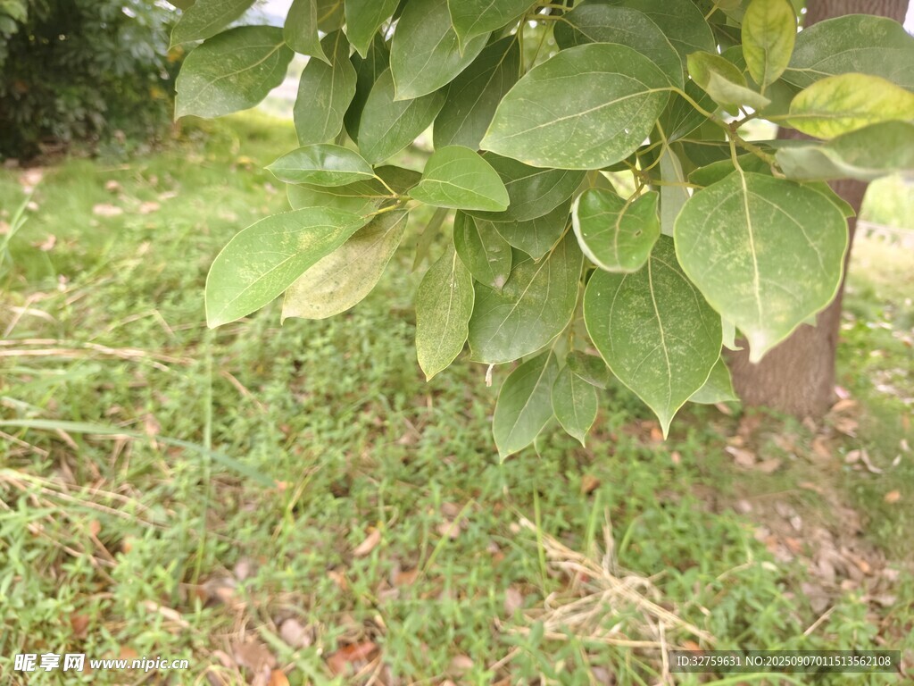 綠葉繁茂的樹下草地景象