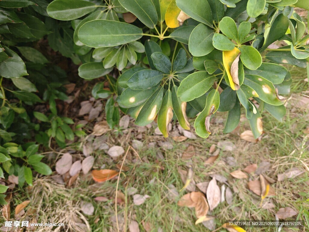 綠葉下的多彩植物景象