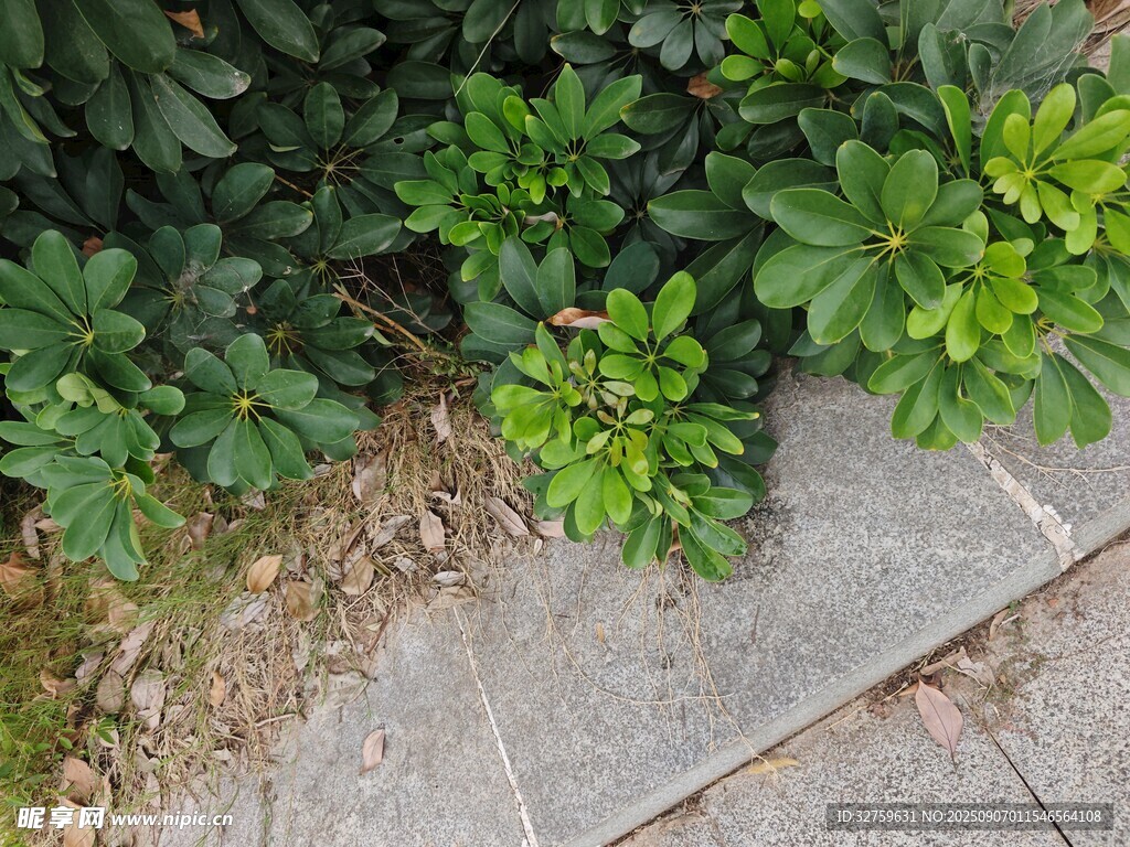 石板旁的翠綠植物