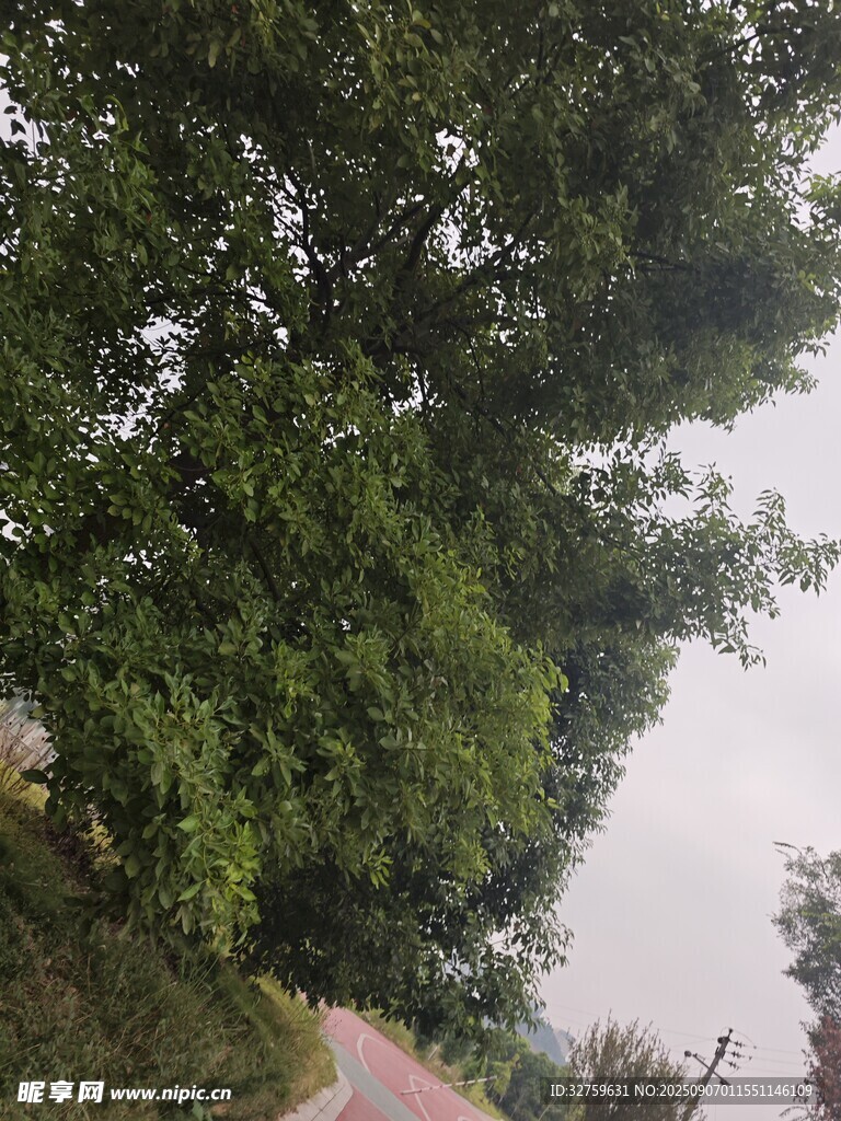 繁茂綠樹旁的小徑