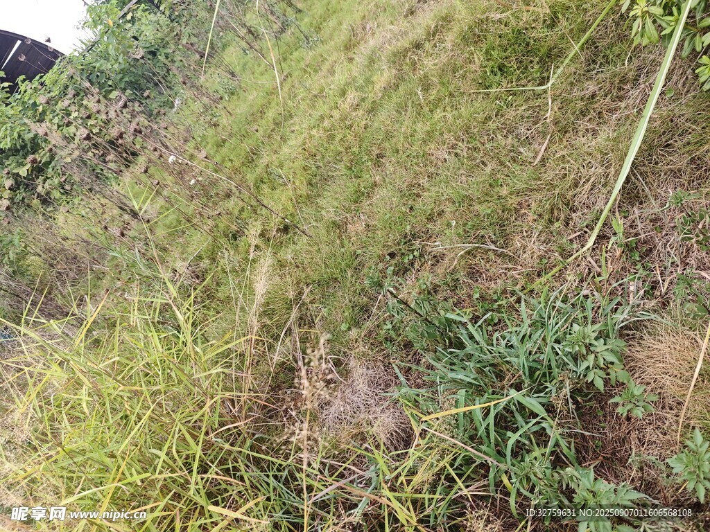 山坡上的繁茂野草