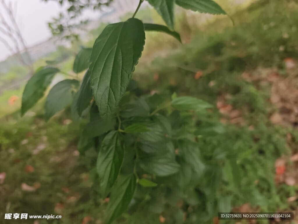 野外生長的綠色植物
