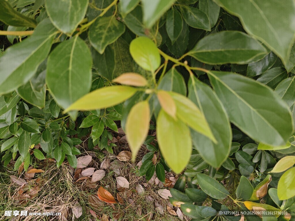 綠葉間的多彩植物景觀
