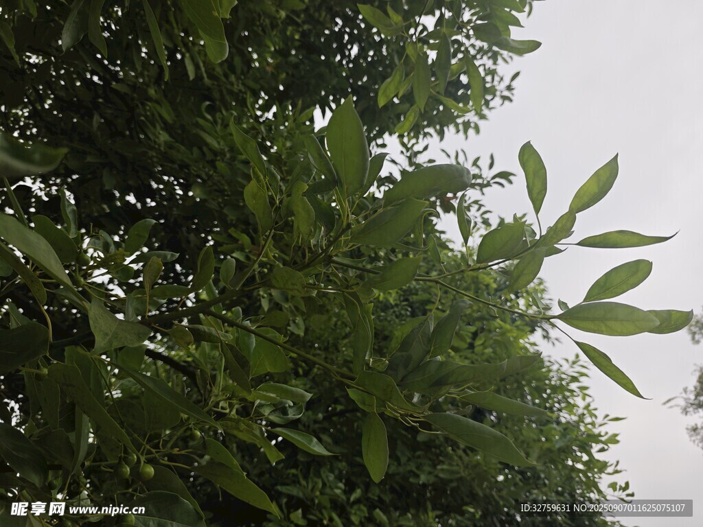 繁茂綠樹清新葉片