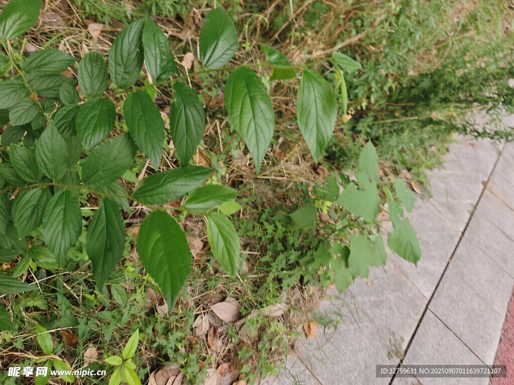 路邊翠綠植物特寫(xiě)