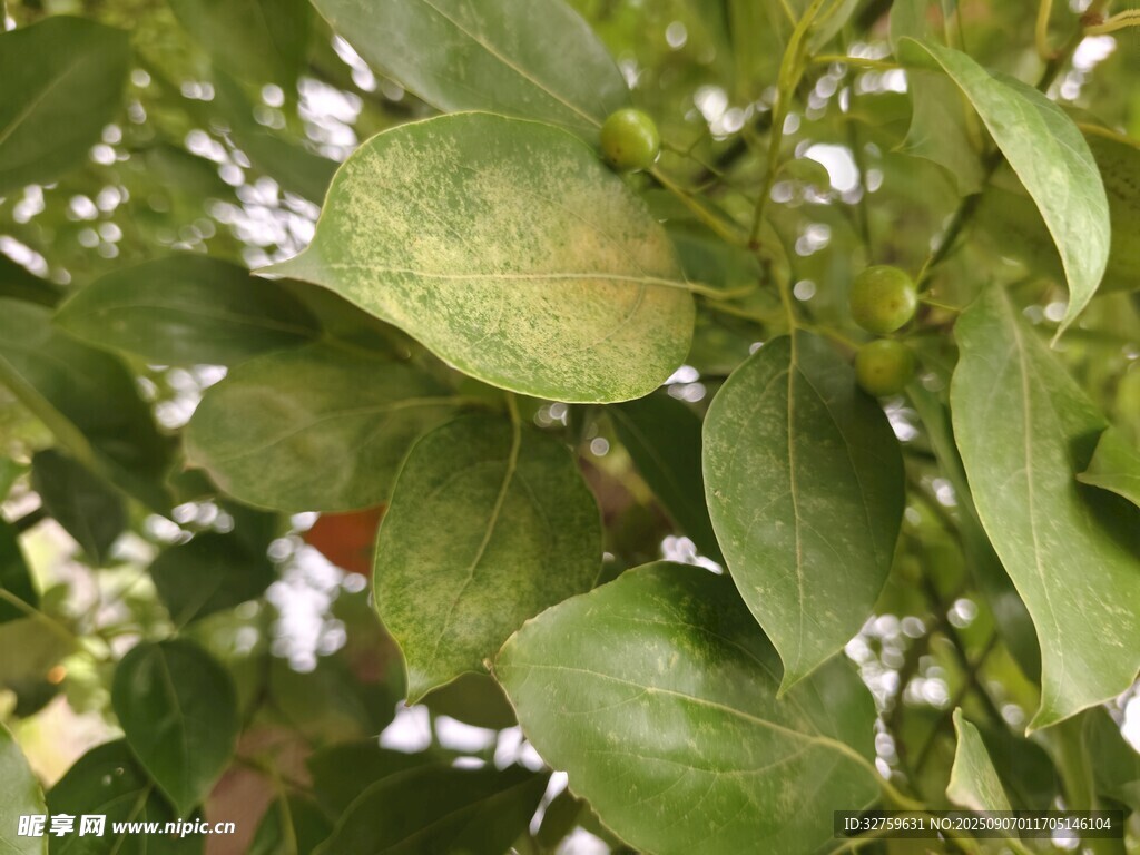 綠葉繁茂的植物細(xì)節(jié)