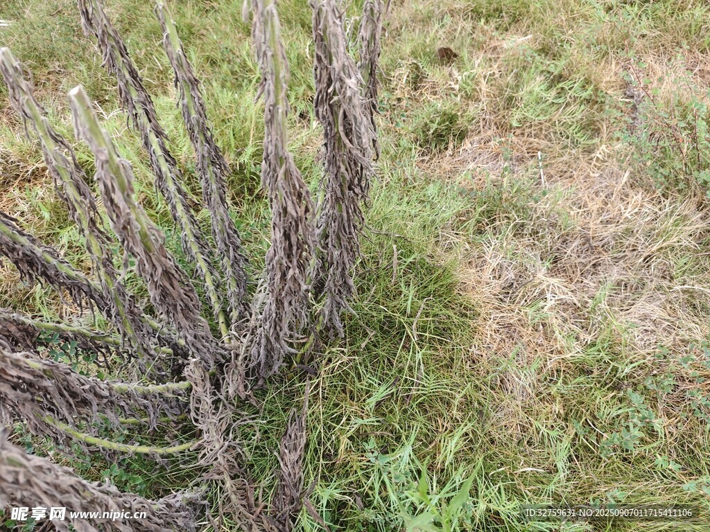 野外叢生的干枯植物