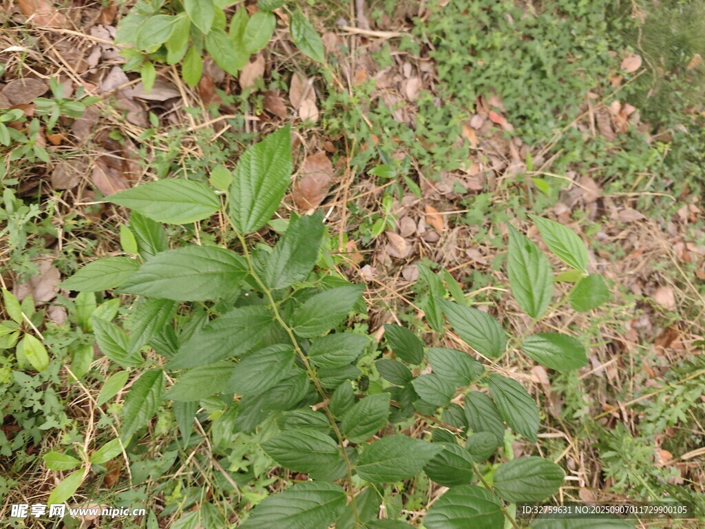 野外生長的綠色植物