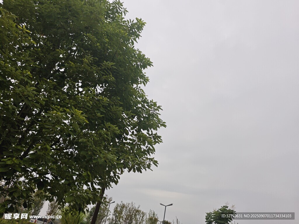 綠樹映灰天的戶外景致