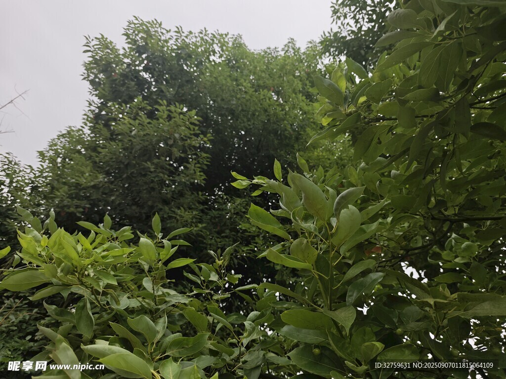繁茂綠意中的清新自然景象