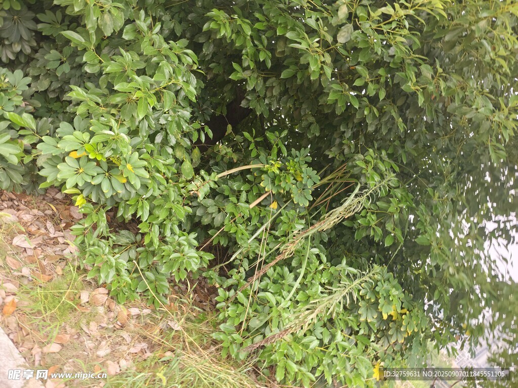 路邊繁茂綠植景觀