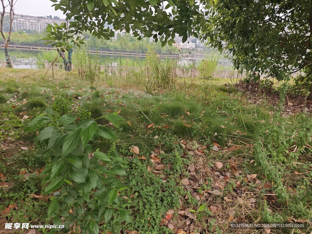 戶外草地綠植自然景象