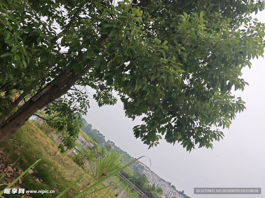 田野旁的綠樹(shù)與開(kāi)闊景致