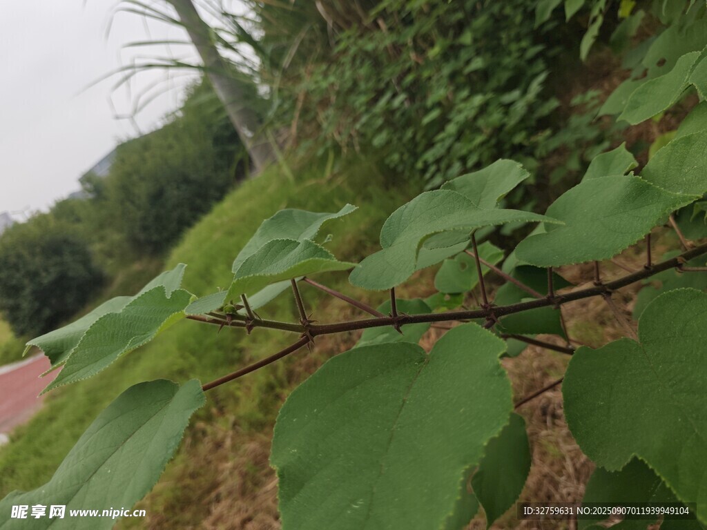綠葉植物特寫