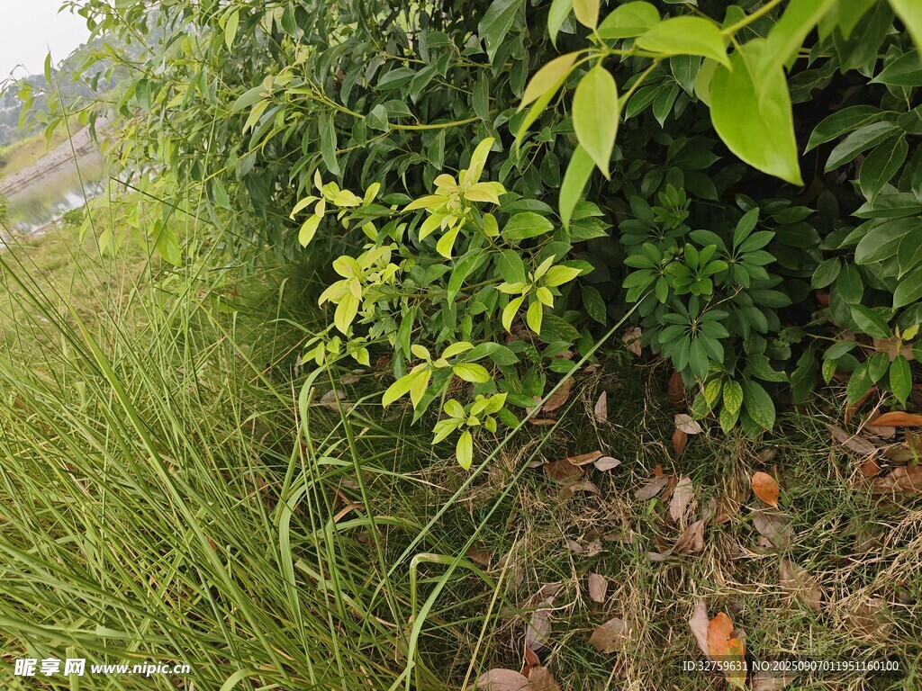 野外綠植景象