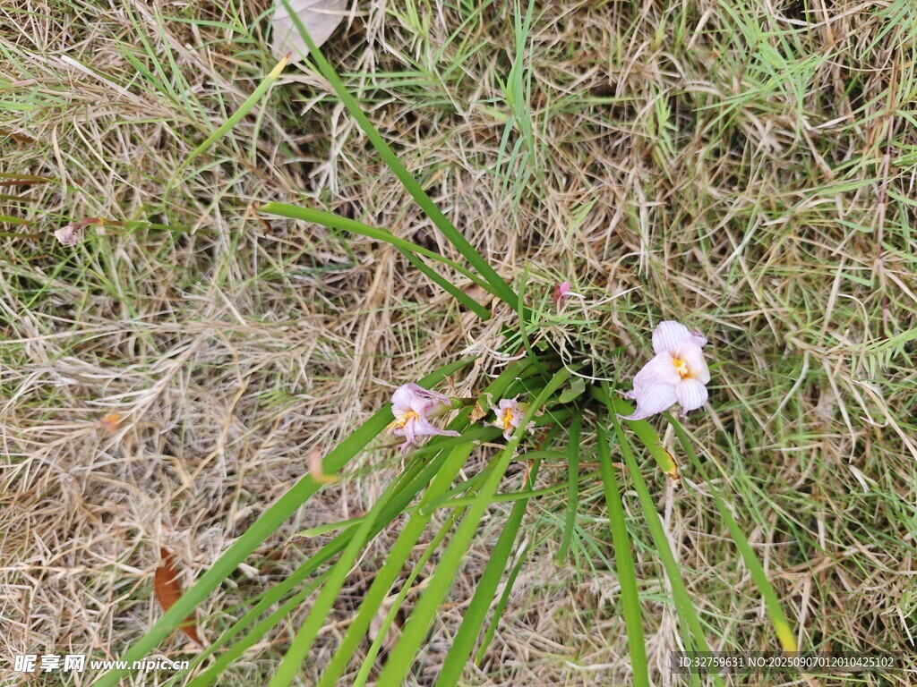草地上的幾朵白色小花