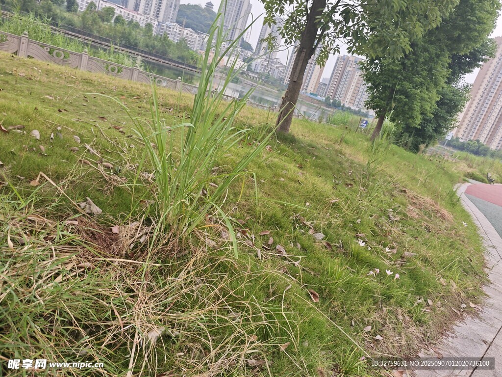 路邊草地與樹木景觀