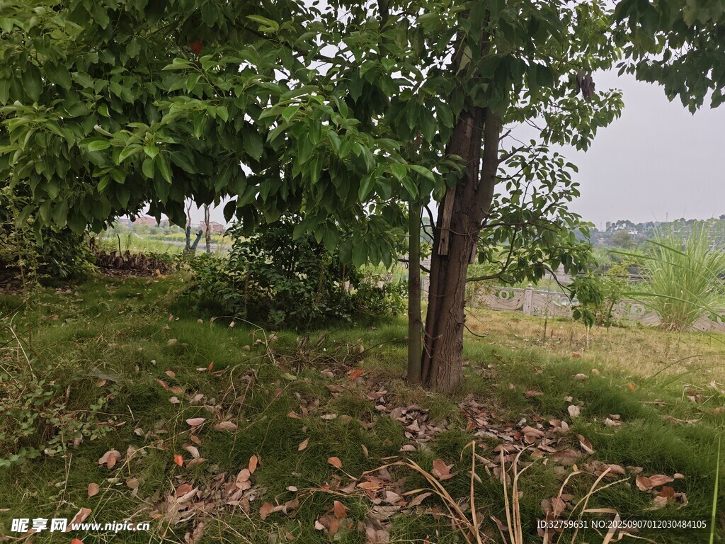 林間草地風(fēng)景