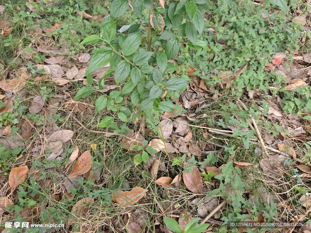 地面上的綠色植物與落葉